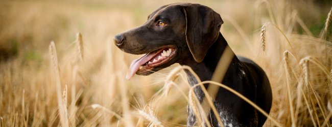 black dog standing in a field