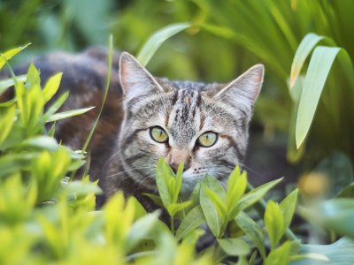 Getigerte Katze versteckt sich in der Wiese