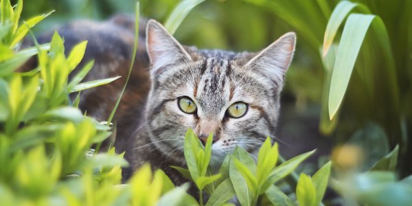 Die besten 10 Tipps für Katzen mit Freigang Tractive
