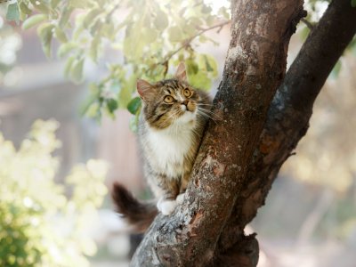 chat gris à l'affût dans un arbre