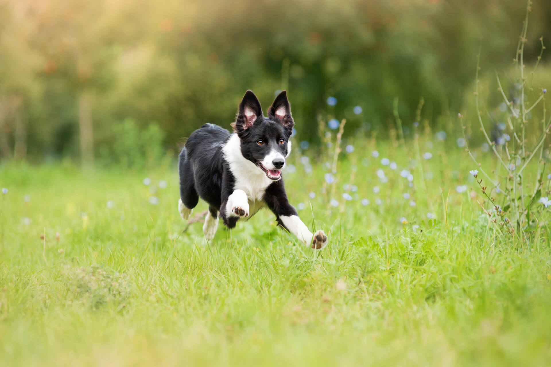 chien noir et blanc fugueur dans un champ