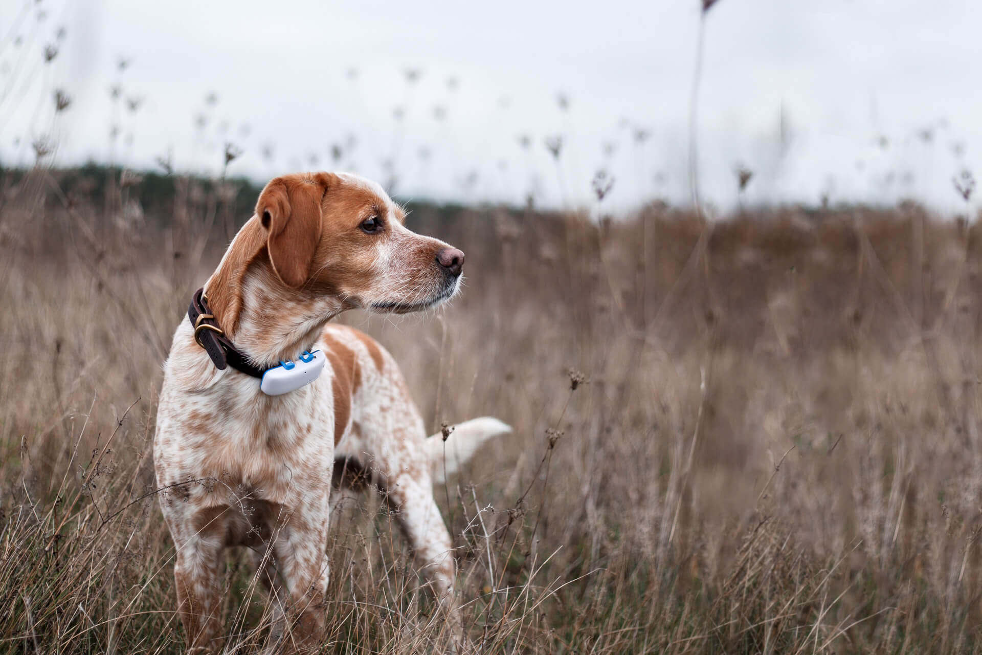 chien blanc mouché perdu au milieu d'un champ avec GPS Tractive au cou