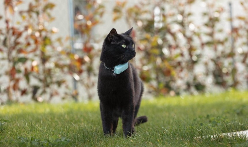 chat noir portant un traceur GPS bleu pour chat, debout dehors sur l’herbe