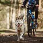 A man biking with his dog through the woods