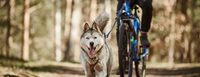 A man biking with his dog through the woods