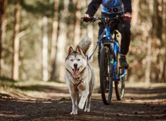 A man biking with his dog through the woods