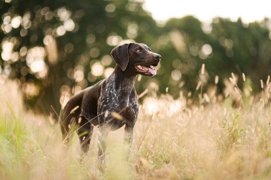 black dog standing in a field