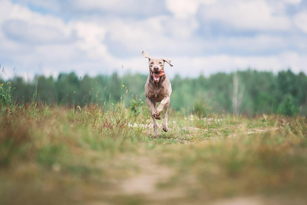 Hund som springer över ett fält