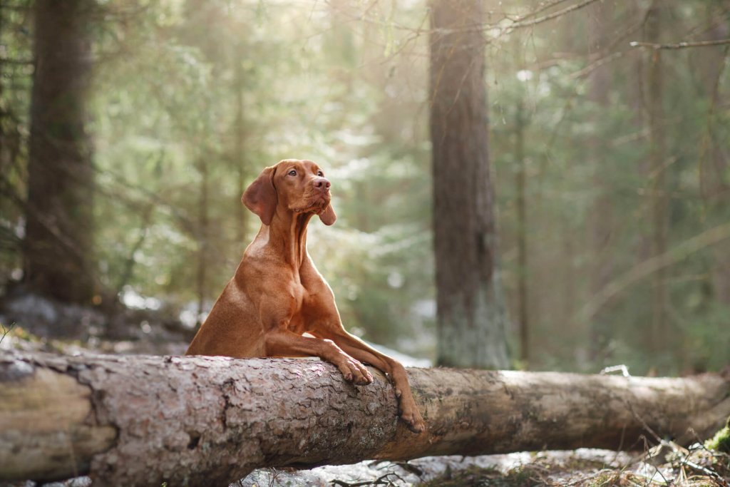 stor brun hund sidder bag en træstamme i skoven og ser op 