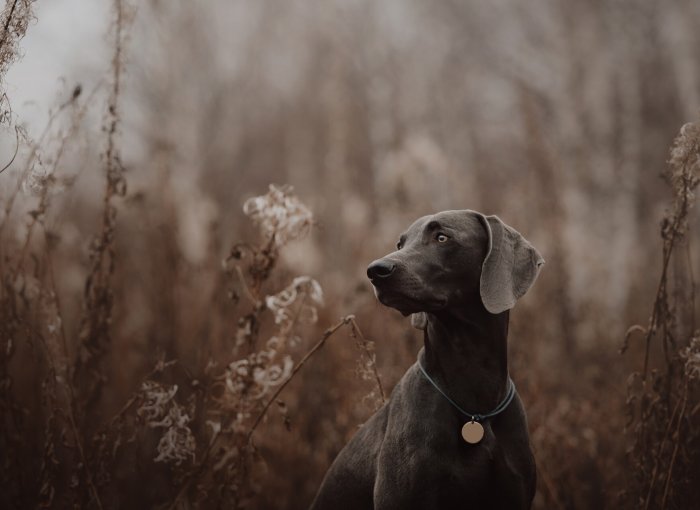 En mørk hund med ID-brikke