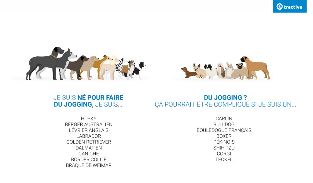 Infographie race de chien classe en fonction de leur capacité a courir