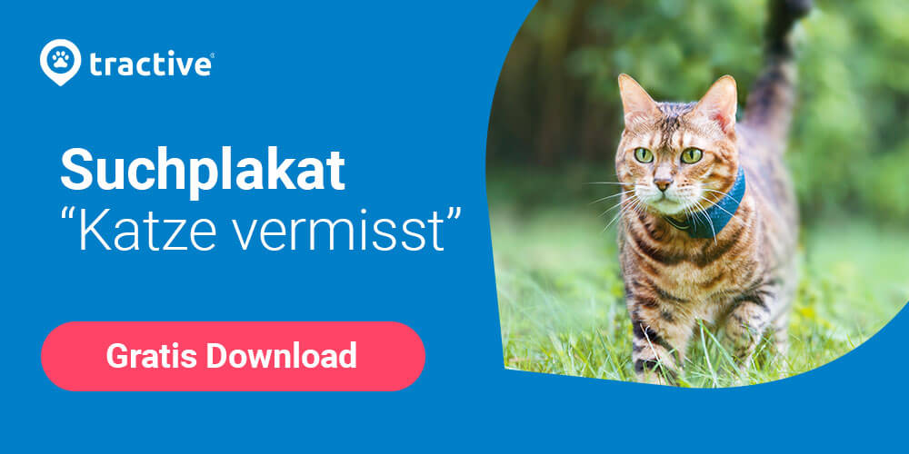 Kostenlose Suchplakat-Vorlage zum Download von Tractive für vermisste Katzen, getigerte Katze mit Tractive GPS Tracker am Halsband