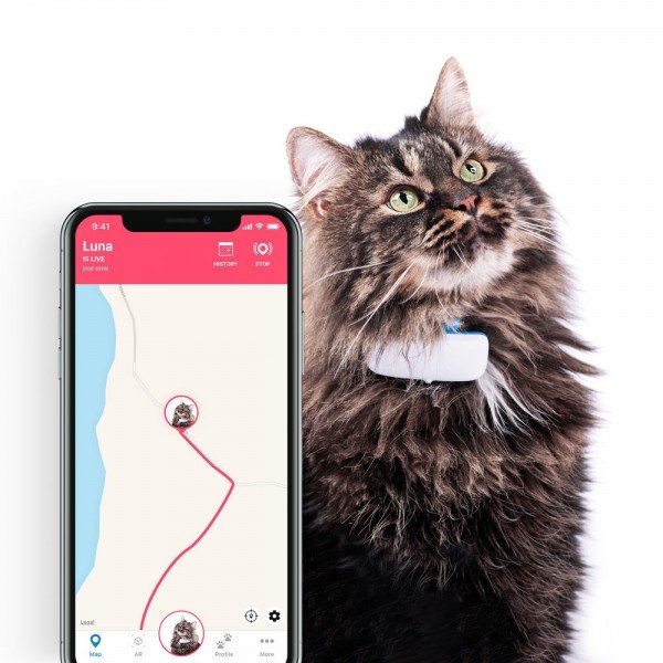 chat brun portant un collier GPS Tractive et écran de smartphone avec suivi LIVE Tracking