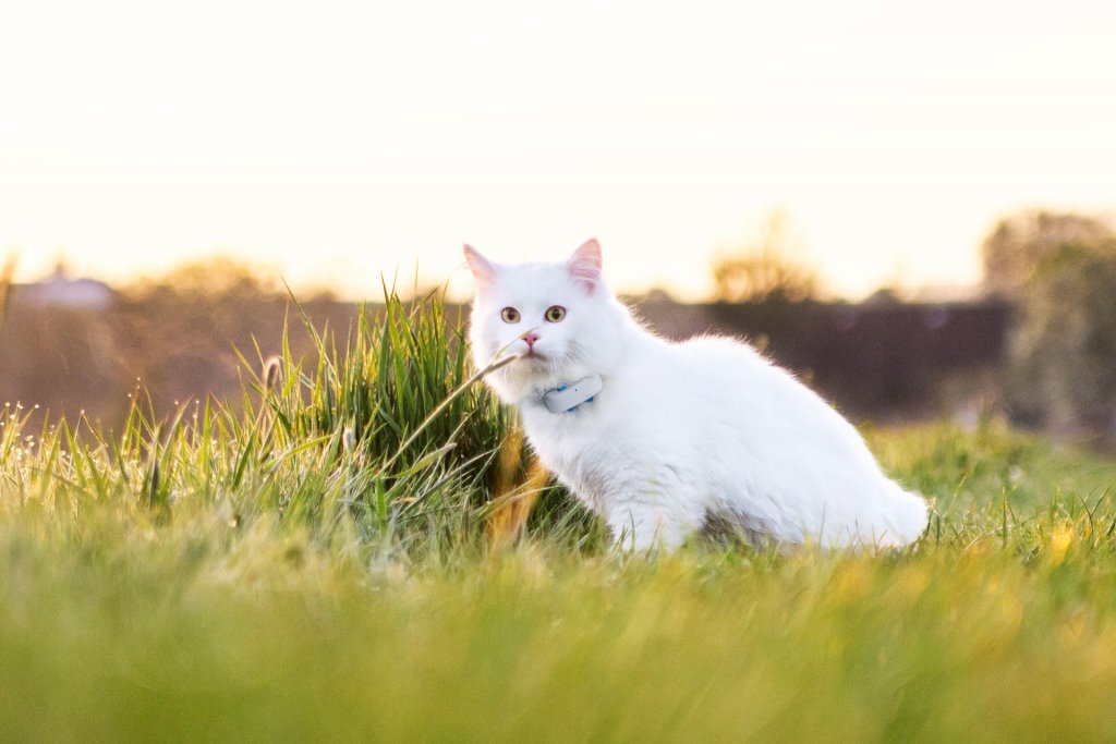 chat blanc assis dans un champ au coucher de soleil avec un collier GPS Tractive au cou