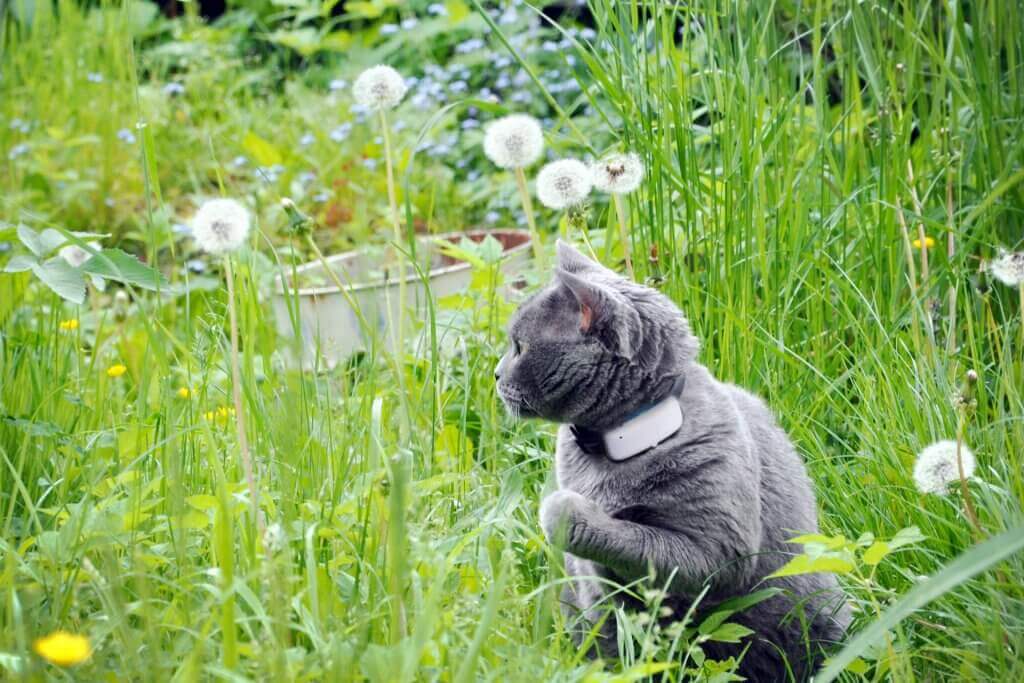 chat gris assis dans l'herbe au milieu des pissenlits avec un collier GPS Tractive au cou
