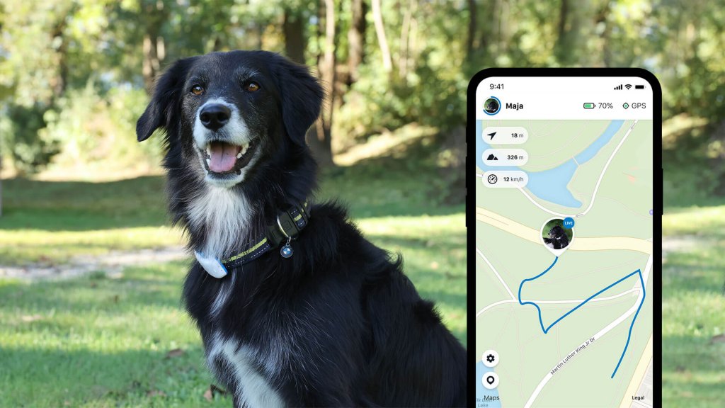 chien noir assis dehors avec un collier et un GPS Tractive au cou, avec un écran de smartphone montrant l'application Tractive en mode LIVE