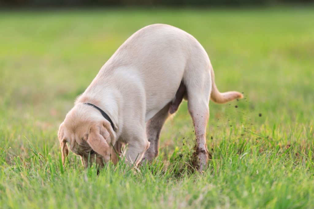 petit chien beige creusant le sol dans un jardin tondu