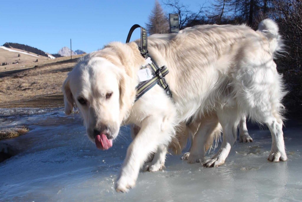 chien blanc avec harnais qui se promène sur la glace en montagne
