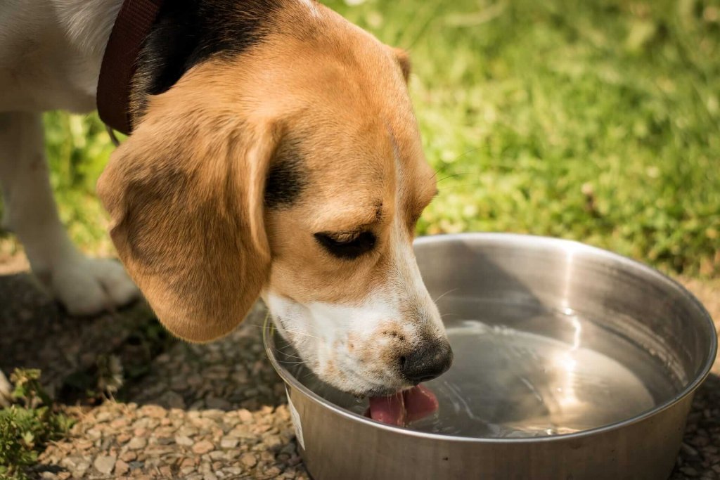 beagle buvant de l'eau dans un bol en acier dehors