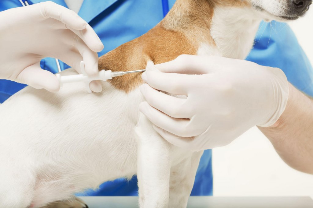 vétérinaire en train d'injecter une puce d'identification à un petit chien blanc et brun