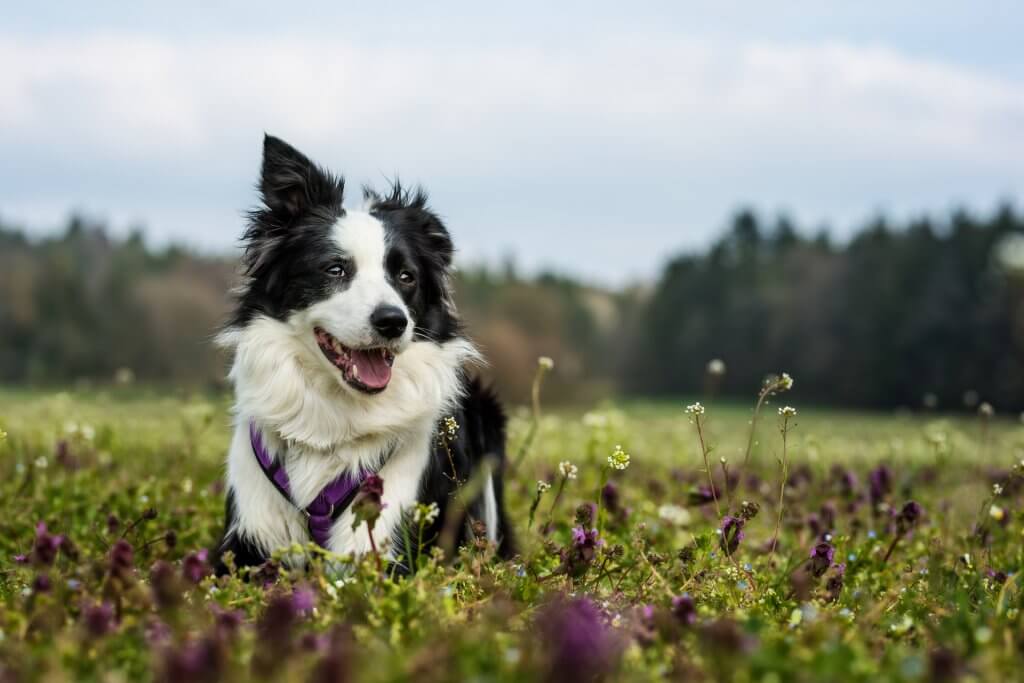 chien blanc et noir avec un harnais violet assis dans une prairie
