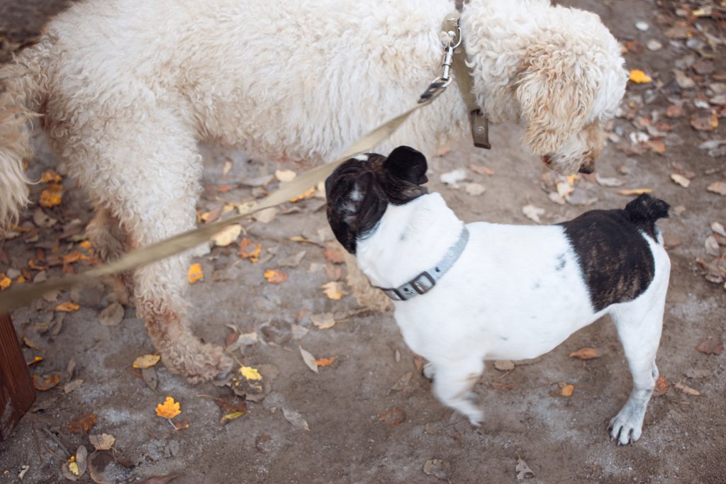 un chien blanc frisé tenu à la laisse et un petit chien noir et blanc re reniflent pour faire connaissance