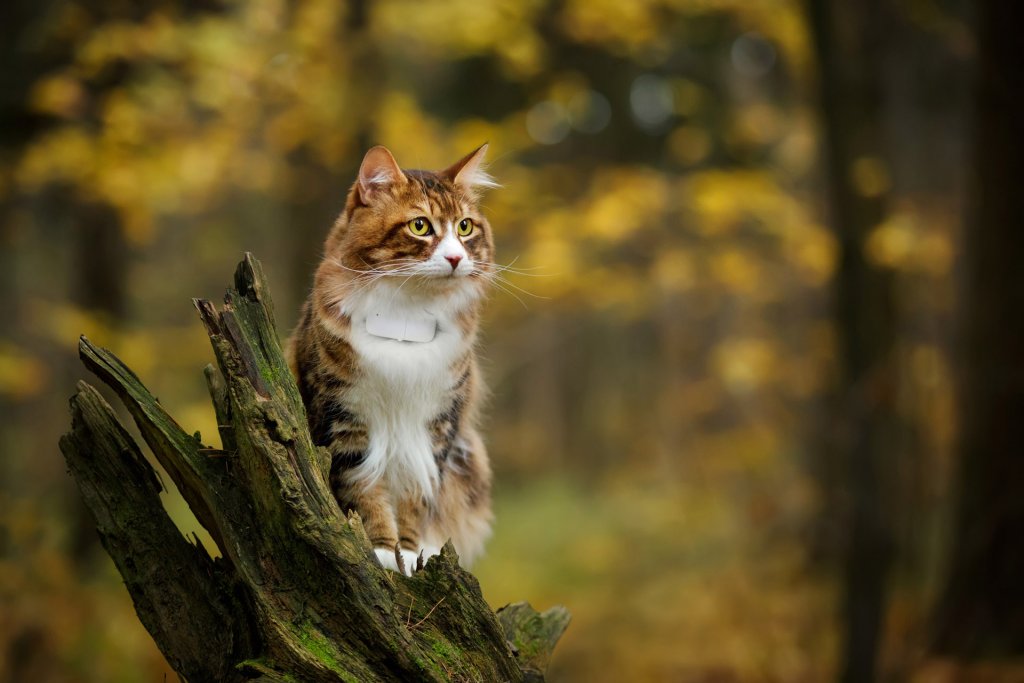 chat brun et blanc assis sur un tronc d'arbre en forêt avec un collier et un GPS Tractive au cou
