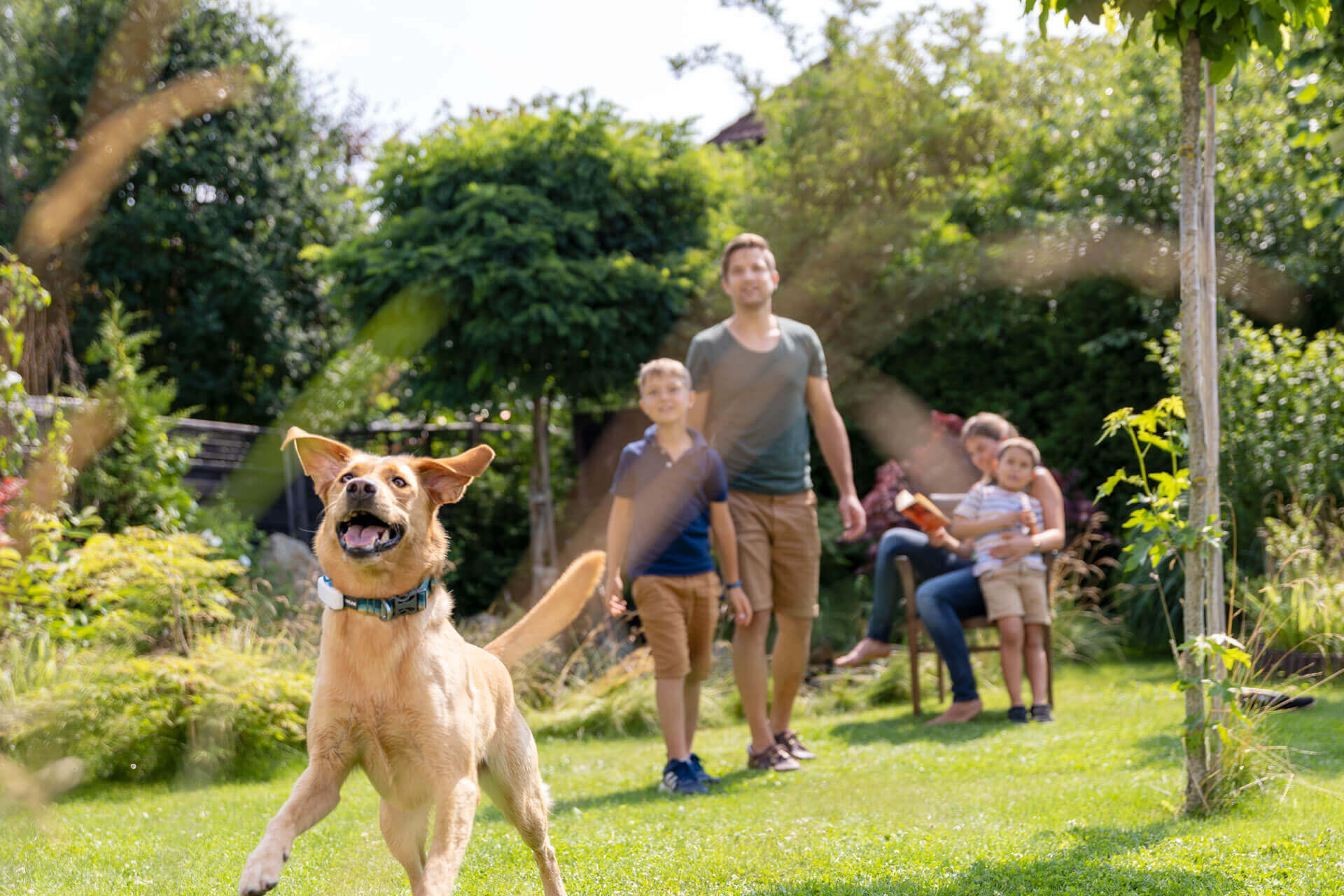 chien beige avec GPS Tractive pour chien jouant dans le jardin avec sa famille