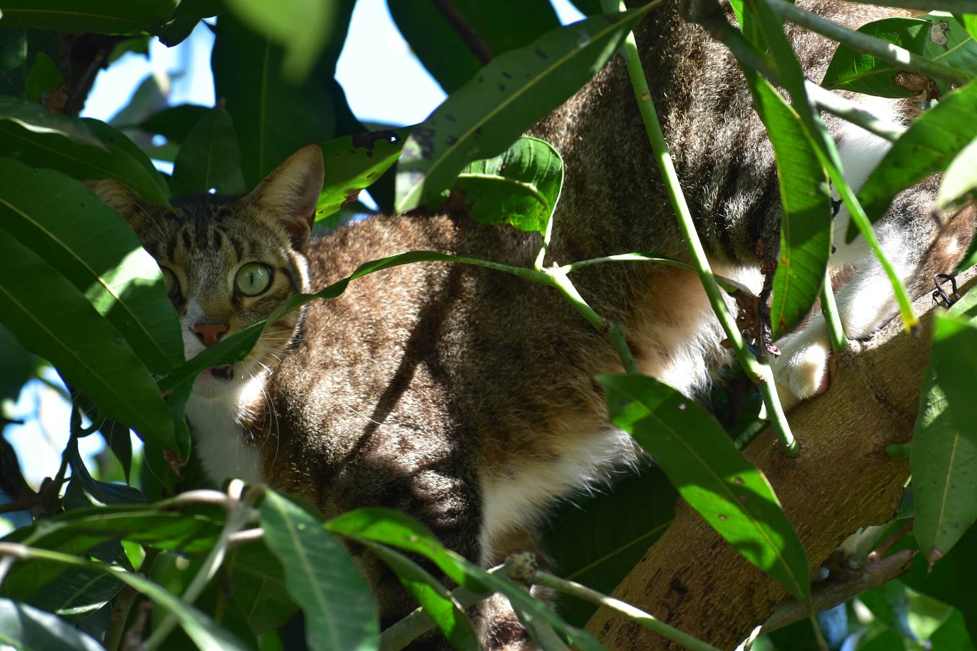 gatto bianco e marrone nascosto in un albero