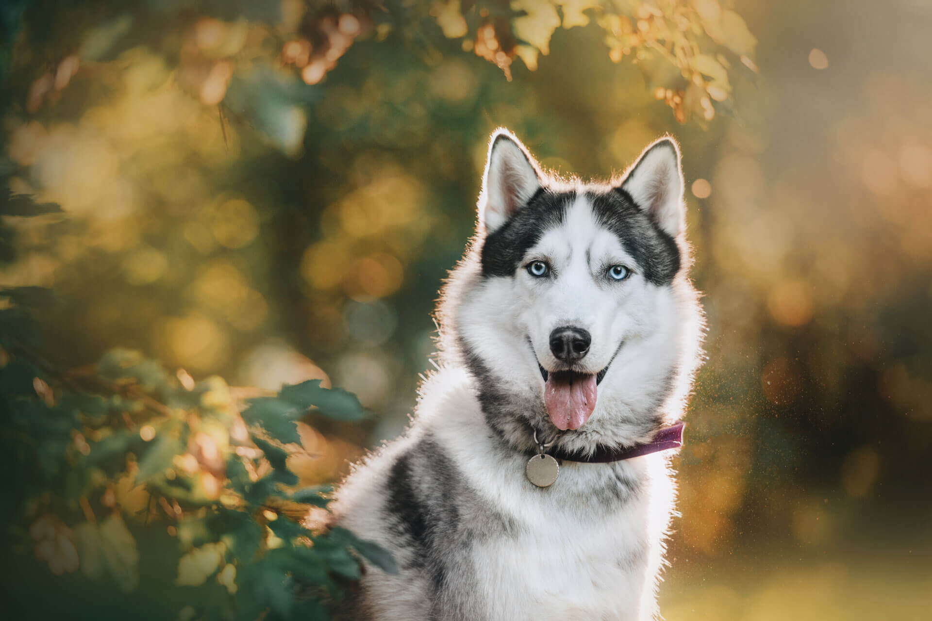 white and black dog outdoor facing camera wearing collar and dog id tag