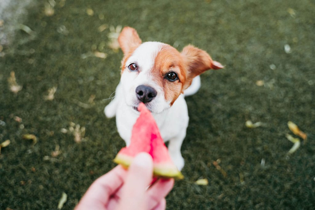 dog being fed watermelon