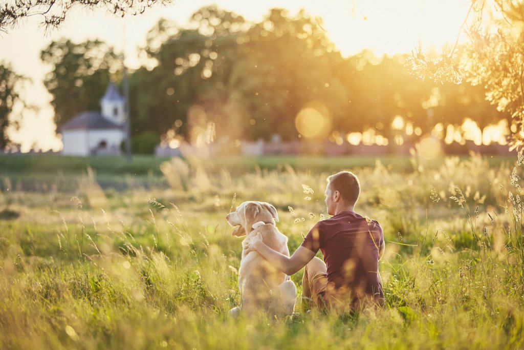 chien avec GPS Tractive assis dans un champ au coucher de soleil avec son humain