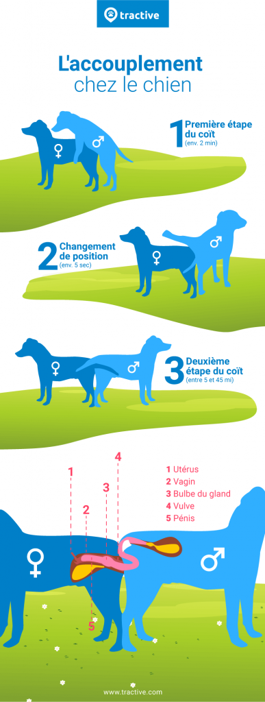 infographie montrant les différentes étapes de l'accouplement chez le chien