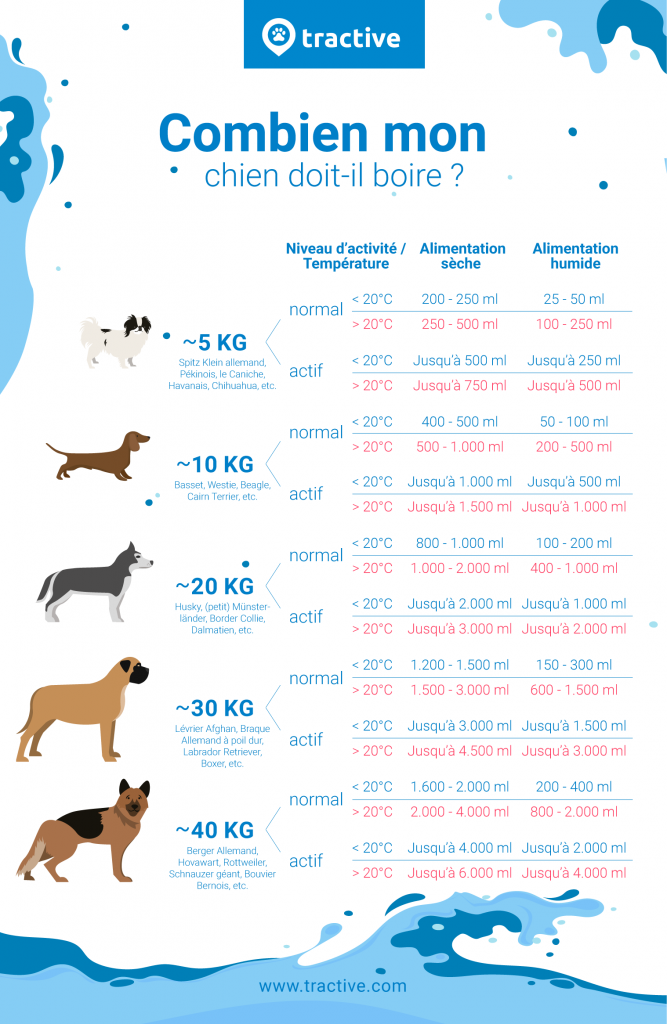 infographie avec un tableau montrant les besoins en eau suivant l'activité, la taille et la nourriture du chien