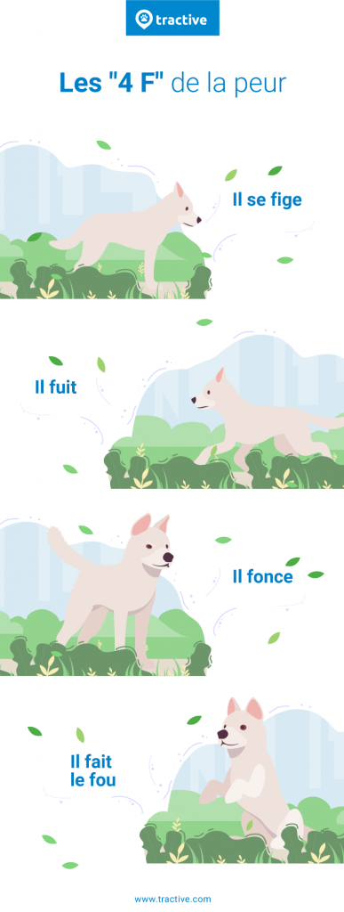 illustration montrant les 4 réactions possibles d'un chien qui prend peur