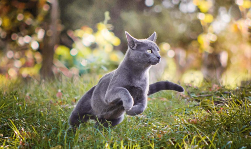Chat gris courant dans l'herbe
