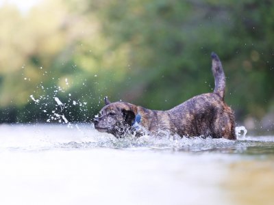 chien brun entrant dans une rivière