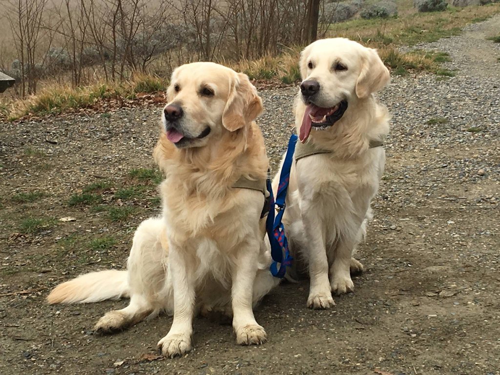 Mac et Happy, deux chiens assis par terre sur un sentier de montagne