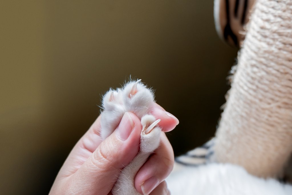 main humaine exposant les griffes d'une patte de chat blanche