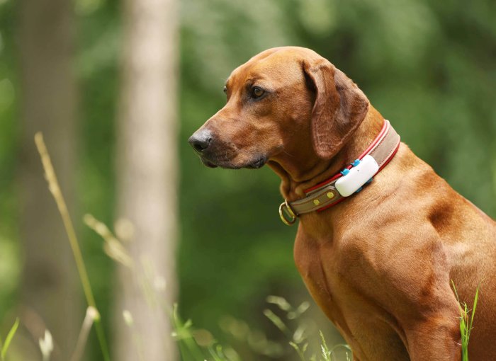 ruskea koira, jolla on gps-seurantapanta, istuu luonnossa