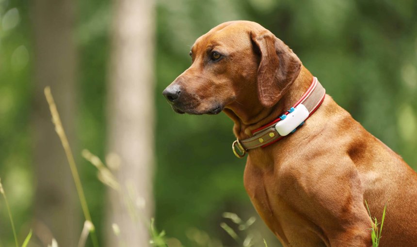 Brun hund med hund-GPS på hundhalsbandet och natur i bakgrunden