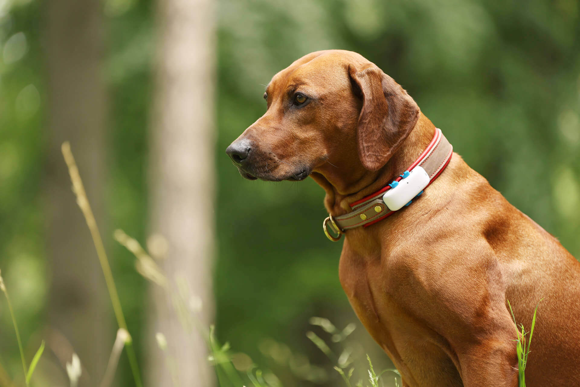 brown dog wearing gps dog tracking collar green nature background