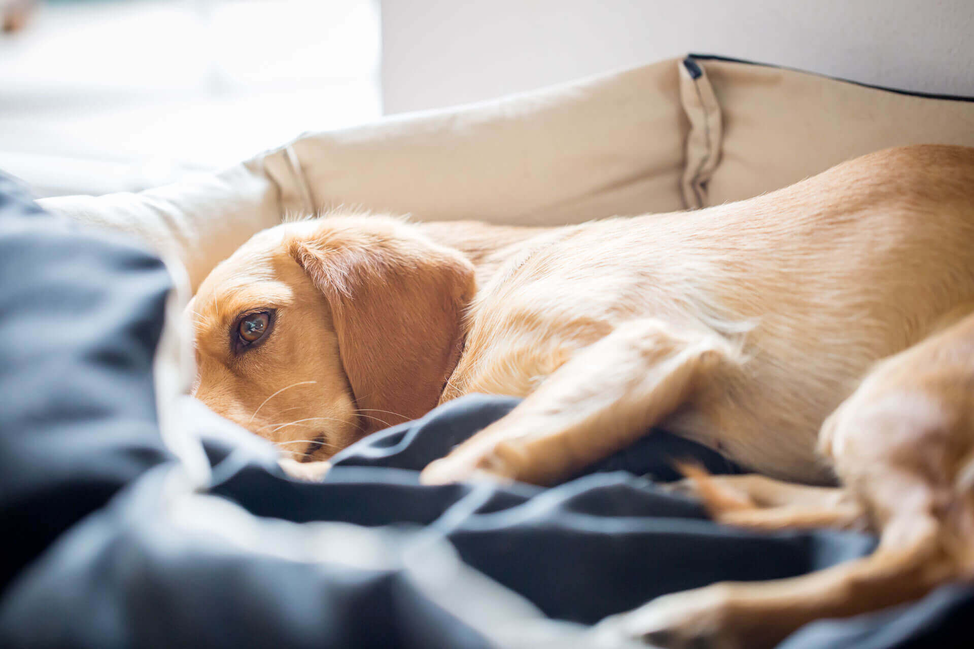 Sick Dog: Top Warning Signs Of Illness In Dogs - Tractive