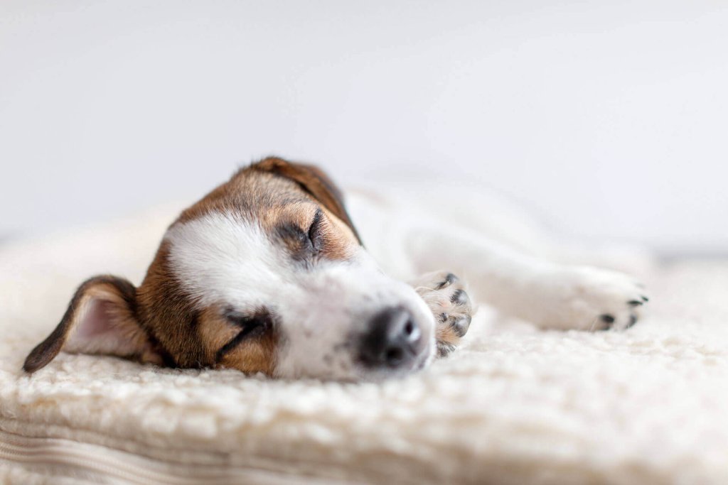 liten hvit og brun hund som legger seg ned og sover på en beige hundeseng