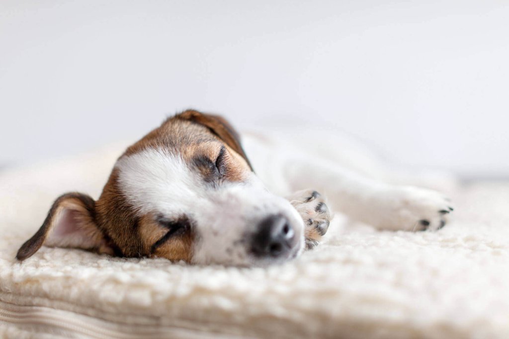 Kleiner weißbrauner Hund liegt schlafend auf der Kuscheldecke