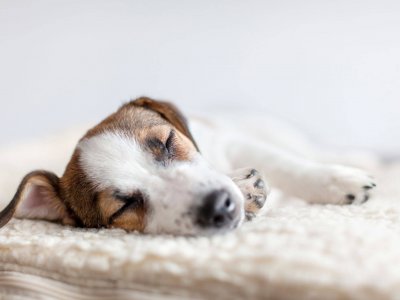 kleine hond ligt op beige hondenbed te slapen