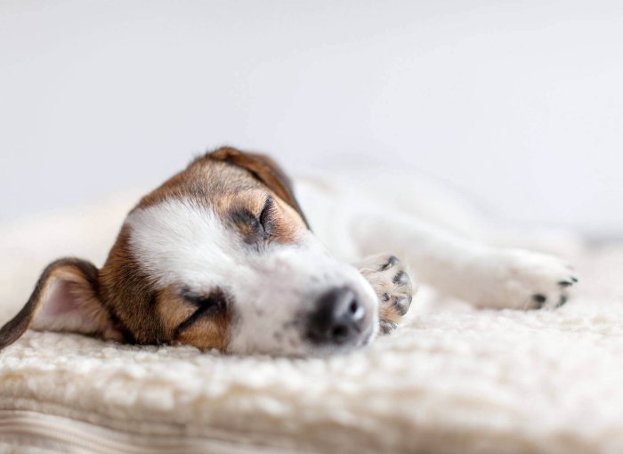 Kleiner, braunweißer Hund schläft auf Kuscheldecke