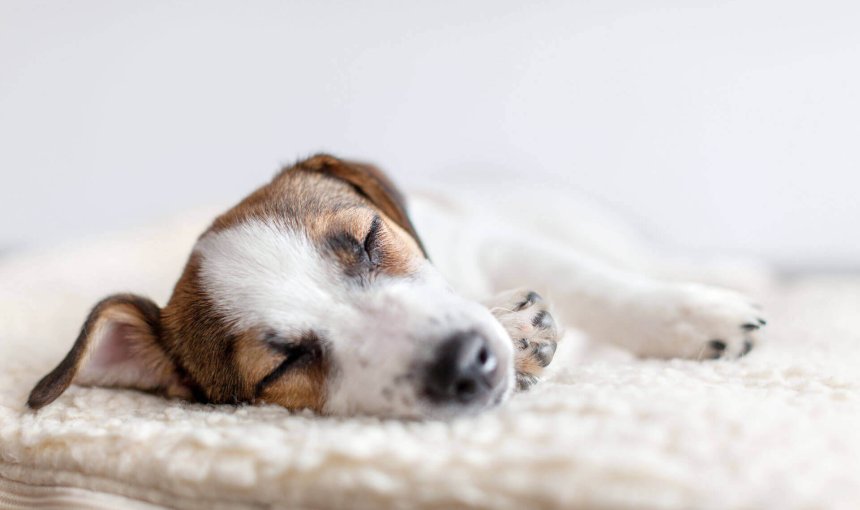 Kleiner, braunweißer Hund schläft auf Kuscheldecke