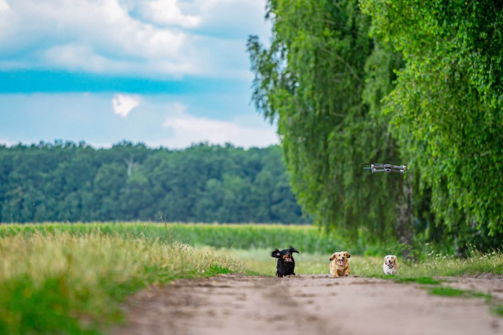 un petit chien noir, un petit chien beige et un petit chien blanc poursuivant un drone volant sur un sentier dans un champ