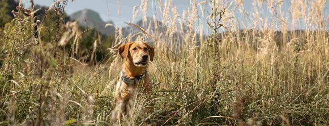 Un cane indossa un localizzatore GPS & Health Tractive